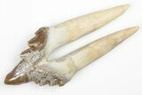 Fossil Primitive Whale (Basilosaur) Premolar Tooth - Morocco #215104-1